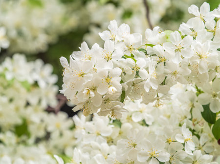 White blossoming apple trees. White apple tree flowers. Spring season, spring colorsの写真素材