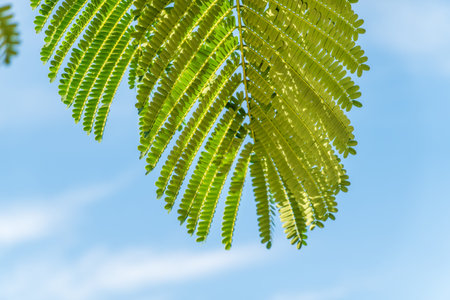 Acacia leaves on the blue sky background in summer sunshine. Selective focus on luscious green acacia leaves against a blue cloudless sky.の写真素材
