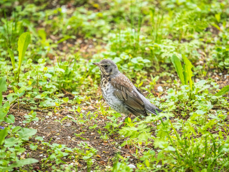 Wood bird Fieldfare on a spring lawn. Fieldfare, Turdus pilaris. Close-up of foraging parent animal...