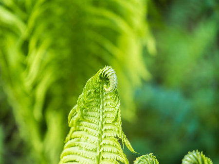 Natural green young ostrich fern or shuttlecock fern leaves (Matteuccia struthiopteris). Close-up of a light green fern freshly sprouting in spring.の写真素材