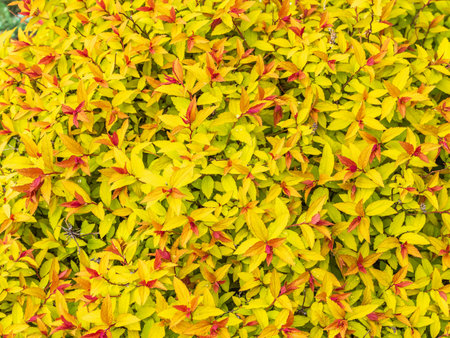Branches of bushes with young green and red leaves in the sunset light. Background image.