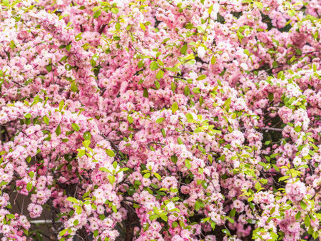 Beautiful Pink Flowers of Prunus triloba, Blossom, pink flowers. Prunus triloba, sometimes called...