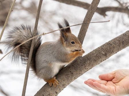 Squirrel in the winter eating nuts from a man's hand. Caring for animals in winter or autumn. Eurasian red squirrel, Sciurus vulgarisの写真素材