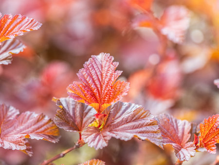 Branches of bushes with young green and red leaves in the sunset light. Background image.の写真素材