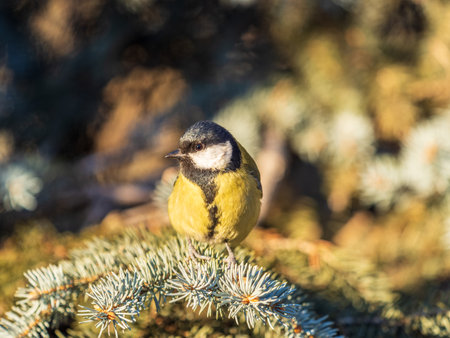 Cute bird Great tit, songbird sitting on the nice branch with beautiful autumn background. Parus majorの写真素材