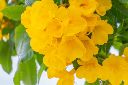 Tecoma stans yellow flowers close-up, yellow trumpetbush, yellow bells, yellow elder, green leaves,...