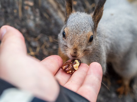 A squirrel in the autumn eats nuts from a human hand. Eurasian red squirrel, Sciurus vulgaris.の写真素材