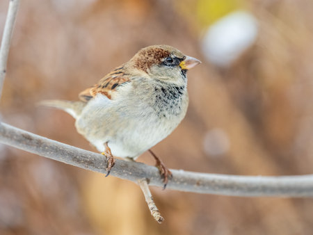 Sparrow sits on a branch without leaves. Sparrow on a branch in the autumn or winterの写真素材