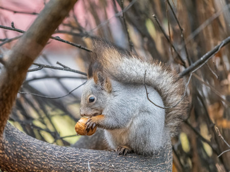 The squirrel with nut sits on tree in the autumn. Eurasian red squirrel, Sciurus vulgaris. Portrait of a squirrel in autumnの写真素材