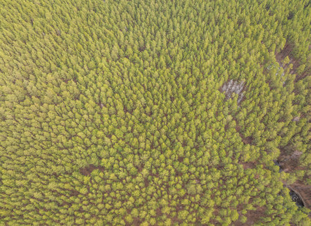 Aerial drone view of stunning colorful autumn fall forest. Drone Aerial View Concept.