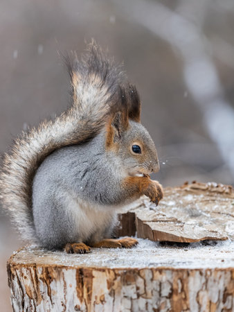 A squirrel sits on a stump and eats nuts in autumn. Eurasian red squirrel, Sciurus vulgaris