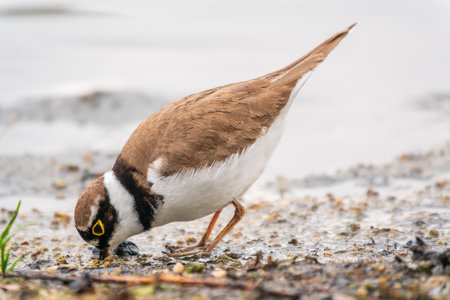 Little ringed plover in natural habitat. Portrait of Little ringed plover, bird standing on lake shore, Charadrius dubiusの写真素材