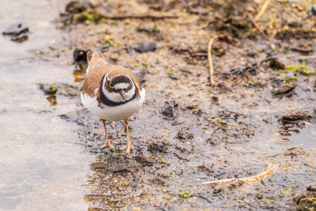 Little ringed plover in natural habitat. Portrait of Little ringed plover, bird standing on lake...
