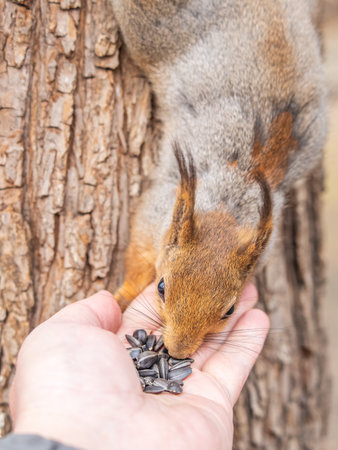 A squirrel in the spring or autumn eats nuts from a human hand. Eurasian red squirrel, Sciurus vulgaris.の写真素材