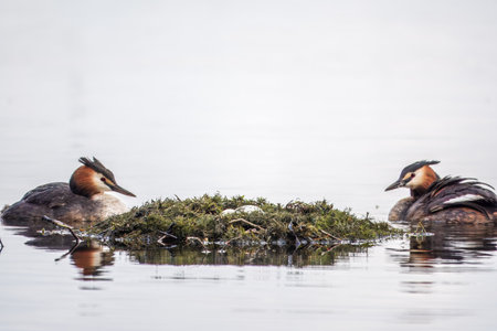 Two waterfowl birds Great Crested Grebes swim in the lake near its nest with eggs, nesting time on green lakeThe great crested grebe, Podiceps cristatus, is a member of the grebe family of water birdsの写真素材