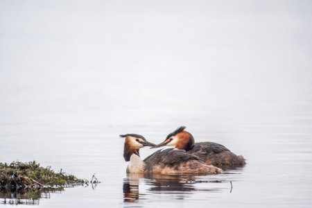 Two Great Crested Grebes swim in the lake. The great crested grebe, Podiceps cristatus, is a member of the grebe family of water birds.の写真素材