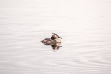 The waterfowl bird Great Crested Grebe swimming in the calm lake. The great crested grebe, Podiceps...