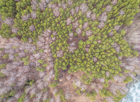 Aerial drone view of stunning colorful autumn fall forest. Drone Aerial View Concept.
