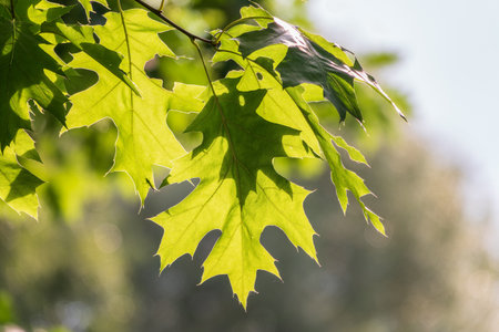 Branches of the northern red oak with green serrated leaves, summer background. Fresh oak leaves
