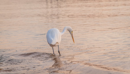 Great egret (Ardea alba), a medium-sized white heron fishing on the sea beach. White heron on the huntの写真素材