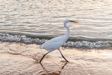 Great egret (Ardea alba), a medium-sized white heron fishing on the sea beach. White heron on the huntの写真素材