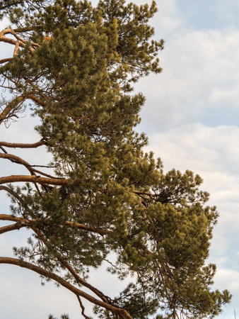 Green pine tree with long needles on a background of blue sky. Crown of lush green pine tree with long needles. Freshness, nature, conceptの写真素材