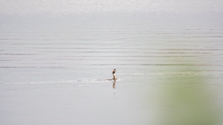The waterfowl bird Great Crested Grebe swimming in the calm lake. The great crested grebe, Podiceps cristatus, is a member of the grebe family of water birds.の写真素材