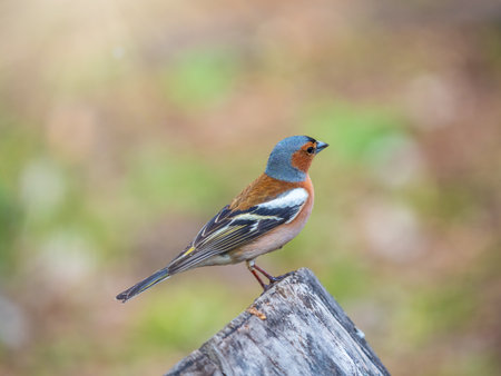 Common chaffinch sits on a tree. Beautiful songbird Common chaffinch in wildlife. The common chaffinch or simply the chaffinch, latin name Fringilla coelebs.の写真素材