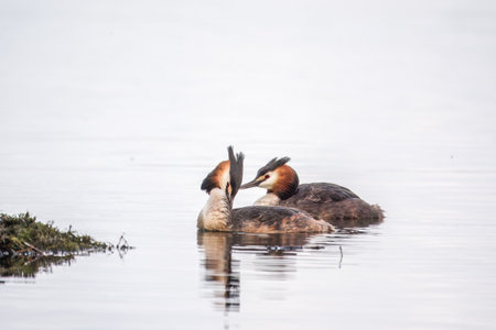 Two Great Crested Grebes swim in the lake. The great crested grebe, Podiceps cristatus, is a member...