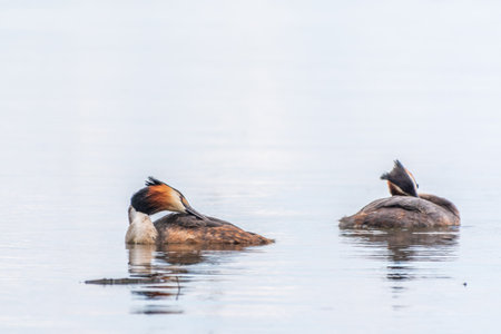 Two Great Crested Grebes swim in the lake. The great crested grebe, Podiceps cristatus, is a member...