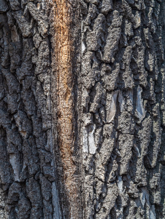 Texture of the bark of old maple tree. Cracked bark, embossed texture of the mapleの写真素材