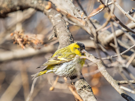 Eurasian siskin male, latin name spinus spinus, sitting on branch of tree. Cute little yellow...
