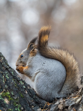 The squirrel with nut sits on tree in the autumn. Eurasian red squirrel, Sciurus vulgaris. Portrait...