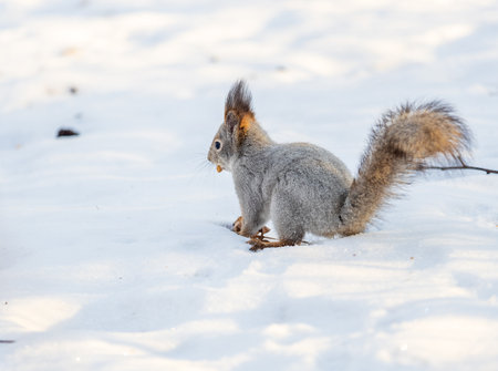 Portrait of a squirrel in winter on white snow background. Eurasian red squirrel, Sciurus vulgarisの写真素材
