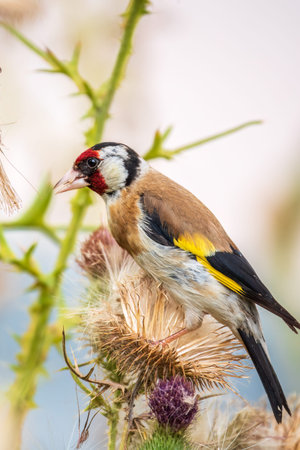 European goldfinch, feeding on the seeds of thistles. European goldfinch or simply goldfinch, latin name Carduelis carduelis, Perched on a Branch of thistleの写真素材