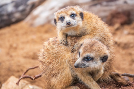 A group of cute meerkats. Meerkat Family are sunbathing. Meerkat, Suricata suricatta,の写真素材