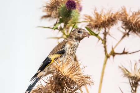 European goldfinch with juvenile plumage, feeding on the seeds of thistles. Juvenile European goldfinch or simply goldfinch, latin name Carduelis carduelis, Perched on a Branch of thistleの写真素材