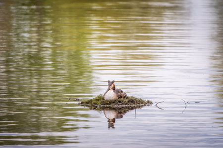 Great Crested Grebe, Podiceps cristatus, water bird sitting on the nest, nesting time on the green lake, bird in the nature habitat. Elegant waterbird in the family Podicipedidae nesting on lake.の写真素材