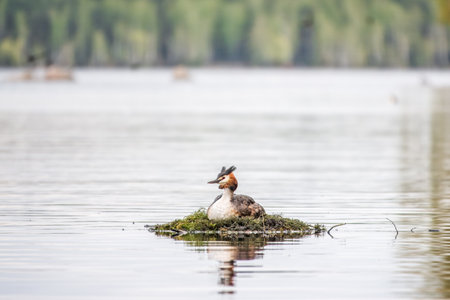 Great Crested Grebe, Podiceps cristatus, water bird sitting on the nest, nesting time on the green lake, bird in the nature habitat. Elegant waterbird in the family Podicipedidae nesting on lake.の写真素材