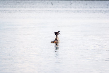 The waterfowl bird Great Crested Grebe swimming in the calm lake. The great crested grebe, Podiceps cristatus, is a member of the grebe family of water birds.の写真素材