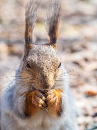 Squirrel in autumn or spring with nut on the green grass with fallen yellow leaves. Squirrel looking for food on the ground. Wild animal. Autumn or spring forest.の写真素材
