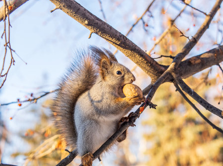The squirrel with nut sits on tree in the winter or late autumn. Eurasian red squirrel, Sciurus vulgaris.の写真素材