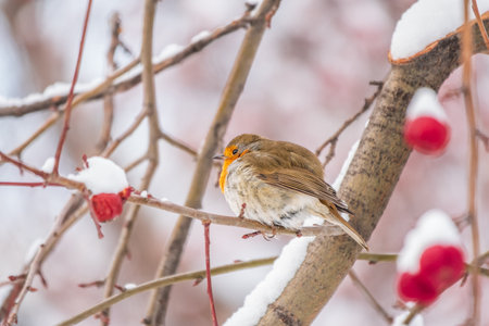 Cute bird the European Robin, Erithacus rubecula. sitting on the tree branch in winter. beautiful song birdの写真素材