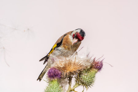 European goldfinch, feeding on the seeds of thistles. European goldfinch or simply goldfinch, latin name Carduelis carduelis, Perched on a Branch of thistleの写真素材