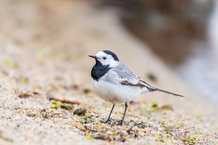 Wagtail sits on the ground with a beautiful blurred background. The wagtail is a genus, Motacilla, of passerine birds in the family Motacillidae. Wagtail sits on the groundの写真素材