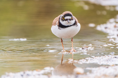 Little ringed plover in natural habitat. Portrait of Little ringed plover, bird standing on lake shore, Charadrius dubiusの写真素材