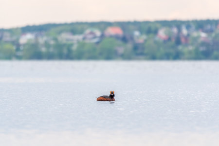 Colorful small grebe, the horned grebe (Podiceps auritus) also known as Slavonian grebe swimming on a small pondの写真素材