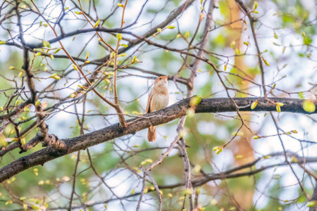 Thrush Nightingale, Luscinia luscinia. A bird sits on a tree branch and sings. Small passerine brown bird best known for its powerful and beautiful song, singing also in the night.の写真素材