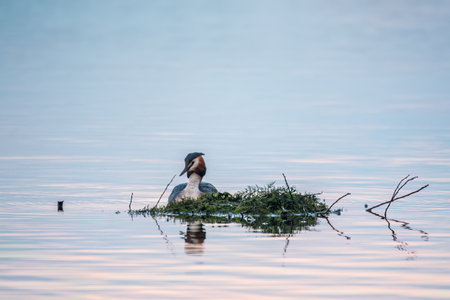 The waterfowl bird Great Crested Grebe swimming in the lake near its nest with eggs. The great crested grebe, Podiceps cristatus, is a member of the grebe family of water birds.の写真素材