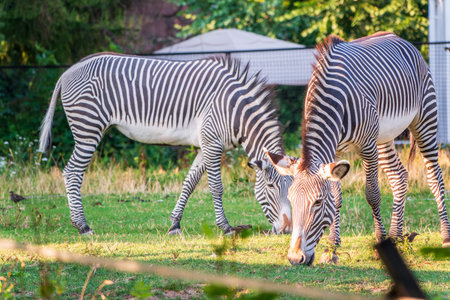 Grevy's zebra, lat Equus grevyi, also known as the imperial zebra eats green grass. Zebra portrait, Detail of head. Wild life animal.の写真素材